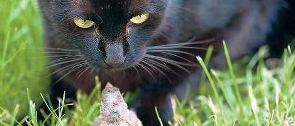 Die will nicht spielen. Katzen sind Raubtiere – das weiß jeder Vogel.