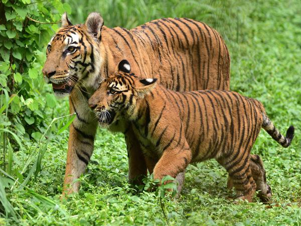 In Indien gibt es wieder mehr Tiger.