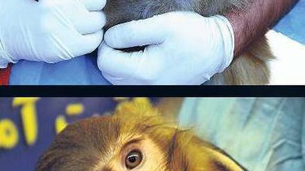 Falscher Affe. Bei dem Primaten mit dem Muttermal über dem Auge (oben) handele es sich um ein Archivbild, sagen die Offiziellen. Das dunklere Tier sei tatsächlich ins All geflogen. 