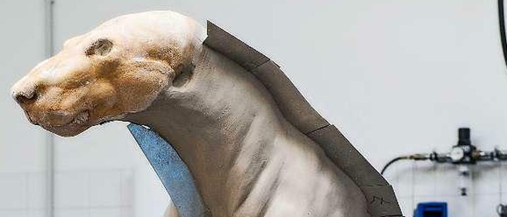 ‚Knut’ wird als Dermoplastik modelliert.
