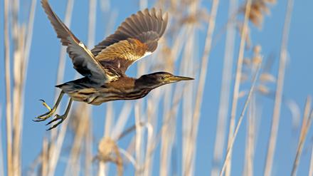 In dem Naturreservat am Flughafensee nistet unter anderem die seltene Zwergdommel.