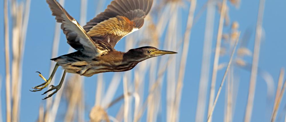 In dem Naturreservat am Flughafensee nistet unter anderem die seltene Zwergdommel.