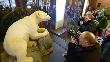 Da war er auf einmal wieder - am 15. Februar 2013 wurde Knut als Präparat im Museum für Naturkunde ausgestellt. Nun wird Knut auch im holländischen Leiden ausgestellt. Unzählige Besucher werden erwartet.