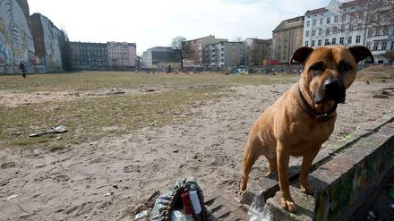 Wenn der Hund die Prüfung besteht, muss er nicht mehr angeleint werden. 