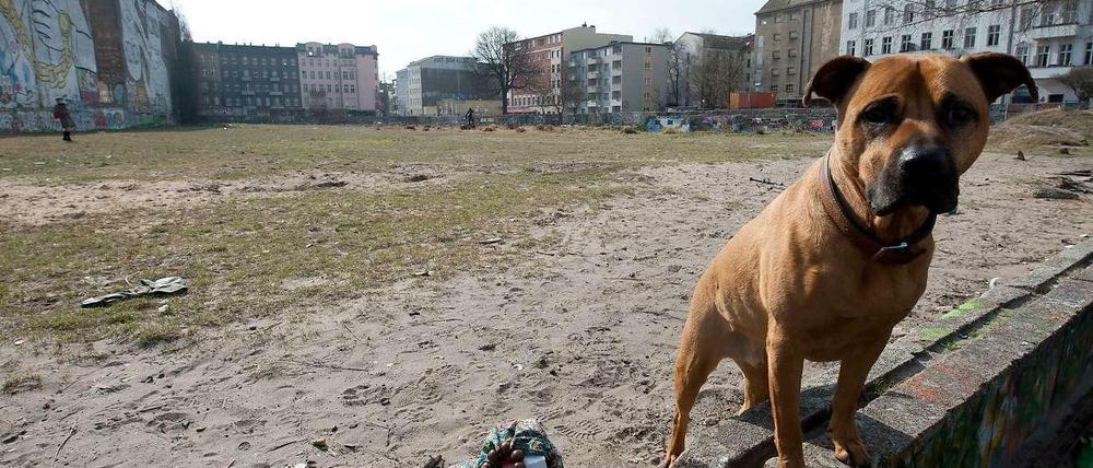Wenn der Hund die Prüfung besteht, muss er nicht mehr angeleint werden.