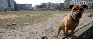 Wenn der Hund die Prüfung besteht, muss er nicht mehr angeleint werden. 