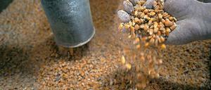 Mais aus Serbien war mit Schimmelpilzen verseucht.