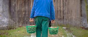 Bio-Bauer bei der Eiersuche.