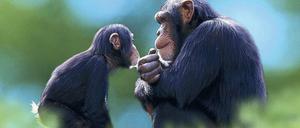 Affiges Verhalten. Schimpansen sind nahe mit dem Menschen verwandt. Deshalb ist ihr Verhalten für Wissenschaftler besonders interessant.