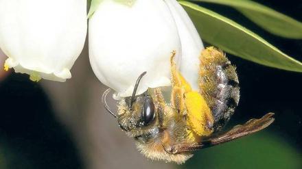 Kopfüber auf Futtersuche. Eine Sandbiene besucht eine Heidelbeerblüte. Wie wichtig Wildinsekten für die Bestäubung – auch von Kulturpflanzen – sind, wurde bisher unterschätzt. 