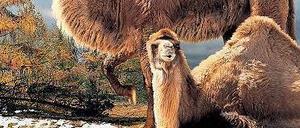 Widerstandsfähig. Kamele sind an das Leben im Schnee angepasst. 