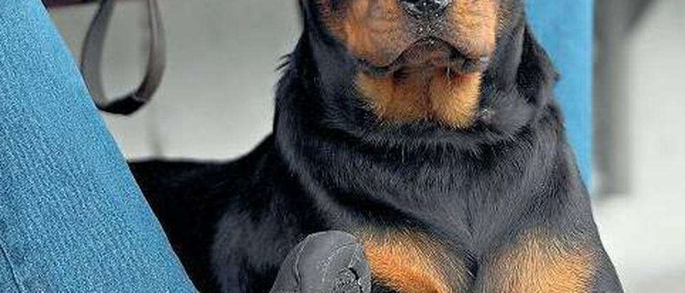 Alles nur wegen Norbert. Sogar der träge Rottweiler des Seniorenheims hatte plötzlich wieder Lust auf die große, weite Welt.