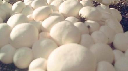 Der Pilz, ob groß ob klein, essbar muss er sein! Für die heimische Zucht eignen sich weiße Champignons. Foto: Jan-Peter Kasper/dpa