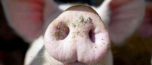 Seit dem gestrigen Montag kann in der Europäischen Union endgültig jeder Kosmetikartikel mit der Gewissheit gekauft werden, dass dafür keine Tiere leiden mussten.