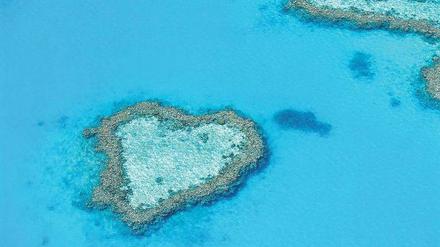 Herzig. Das Hardy Reef ist beliebt bei Tauchern und Schnorchlern. Besonders, wenn sie gerade in den Flitterwochen sind. 