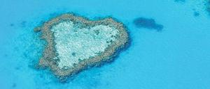 Herzig. Das Hardy Reef ist beliebt bei Tauchern und Schnorchlern. Besonders, wenn sie gerade in den Flitterwochen sind. 