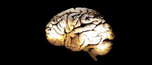 Wer bestimmt, was wir tun und lassen? Das Hirn? Der freie Wille? Oder ist das alles eins?