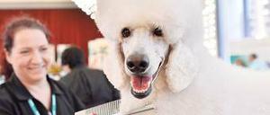 Super Kopfputz. An dieser Stelle Mehdorn mit fotomontierter Dornenkrone zu zeigen, war uns dann doch zu heikel. Foto: dpa