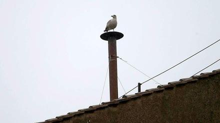Völker der Welt, schaut auf diese Möwe! Als sich der Vogel am Mittwochnachmittag auf den Schornstein auf der Sixtinischen Kapelle setzte, wurde er umgehend zum Medienereignis.