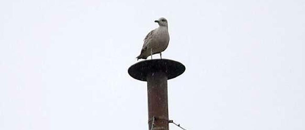 Völker der Welt, schaut auf diese Möwe! Als sich der Vogel am Mittwochnachmittag auf den Schornstein auf der Sixtinischen Kapelle setzte, wurde er umgehend zum Medienereignis.