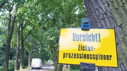 Haarig. Im üblen Fall können die Raupenhärchen auch durch die Lüftung ins Auto kommen – etwa ins Auge des Fahrers. Foto: dpa/ZB