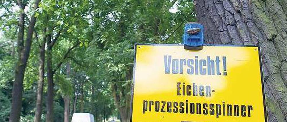 Haarig. Im üblen Fall können die Raupenhärchen auch durch die Lüftung ins Auto kommen – etwa ins Auge des Fahrers. Foto: dpa/ZB