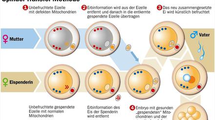 Umstritten. Es gibt zwei neue Methoden, um einer Mutter mit kranken Mitochondrien ein gesundes Kind zu ermöglichen. Für beide braucht man drei Elternteile: Mutter, Vater und Eizellspenderin.