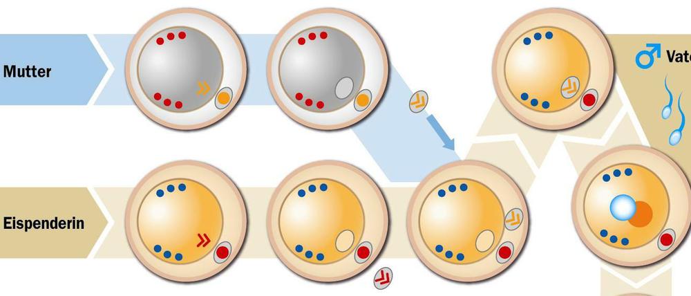 Umstritten. Es gibt zwei neue Methoden, um einer Mutter mit kranken Mitochondrien ein gesundes Kind zu ermöglichen. Für beide braucht man drei Elternteile: Mutter, Vater und Eizellspenderin.
