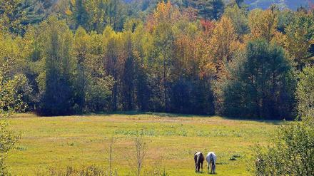 Ein Einsiedler lebte 27 Jahre in einem Wald im US-Bundesstaat Maine.