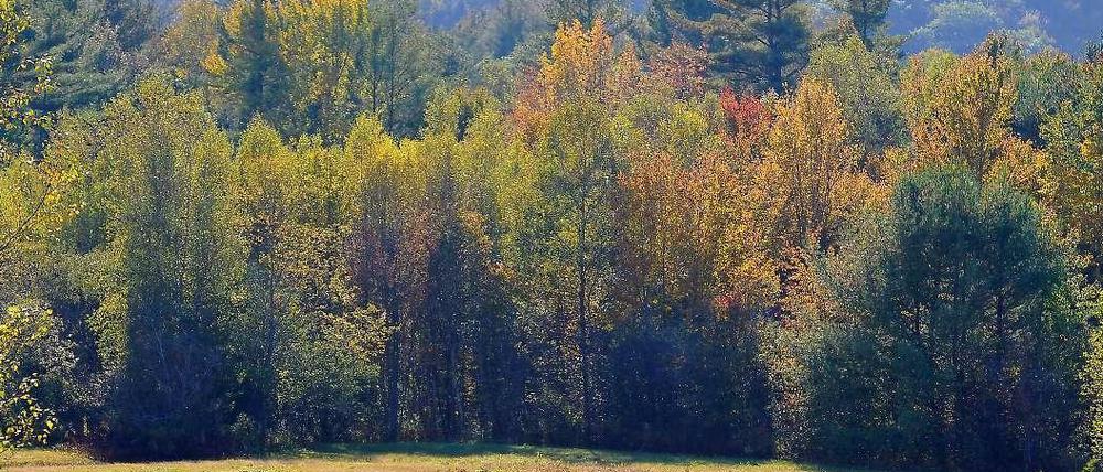 Ein Einsiedler lebte 27 Jahre in einem Wald im US-Bundesstaat Maine.