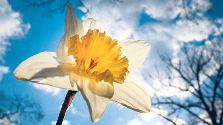 Die Natur blüht auf. Während Sträucher und Bäume noch kahl sind, sprießen überall die ersten Blumen. 