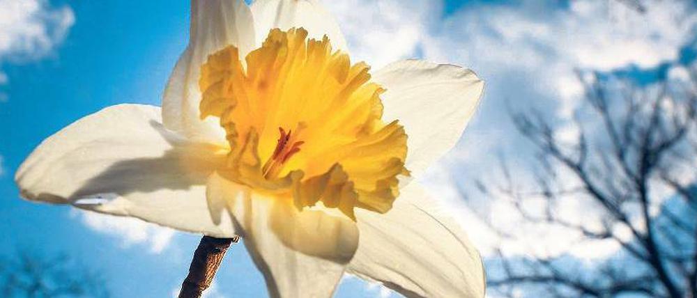 Die Natur blüht auf. Während Sträucher und Bäume noch kahl sind, sprießen überall die ersten Blumen. 