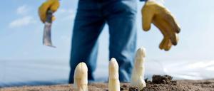 Die Spargelsaison hat begonnen. Aber so wie auf diesem Archivfoto sprießen die Stangen in Beelitz noch nicht.