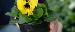 In Zeiten wie diesen... holt der Mensch sich die Idylle auf den Balkon.