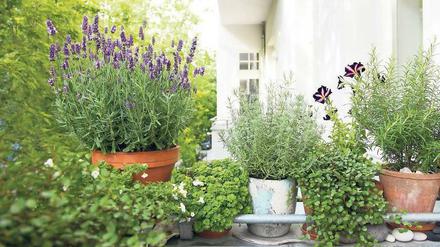 Bunte Mischung. Auf deutschen Balkonen werden neben Blumen immer mehr Kräuter gepflanzt. 