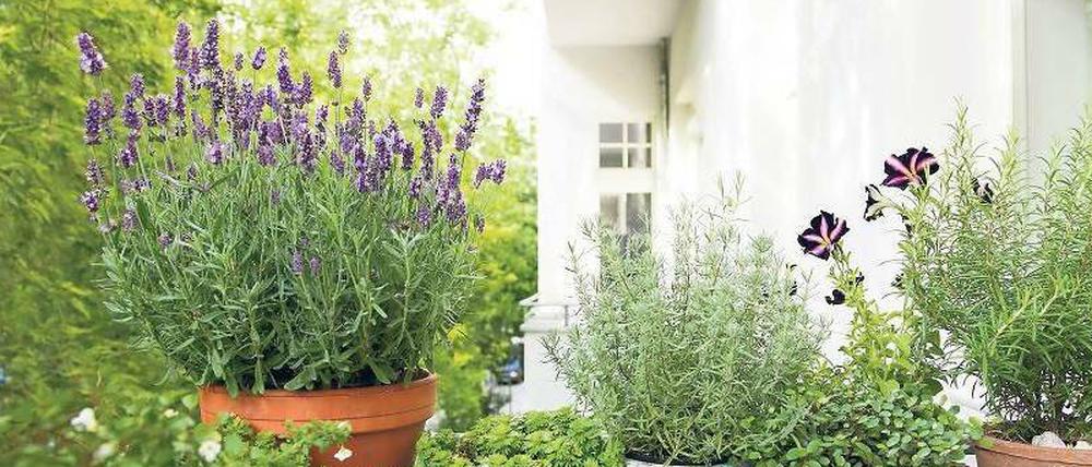 Bunte Mischung. Auf deutschen Balkonen werden neben Blumen immer mehr Kräuter gepflanzt.