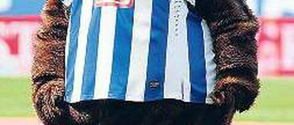 Blau-weißer Grinsebär. Maskottchen Hertinho kann jetzt erst recht lachen.