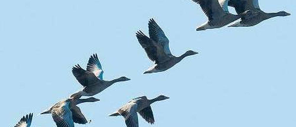 Sie kommen. Zugvögel können mit Grippeviren infiziert sein. Oft haben die Tiere dennoch keine Symptome.