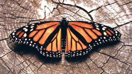 Gelandet. Monarchfalter überwintern in Mexiko. Manche haben eine bis zu 4000 Kilometer lange Reise hinter sich.