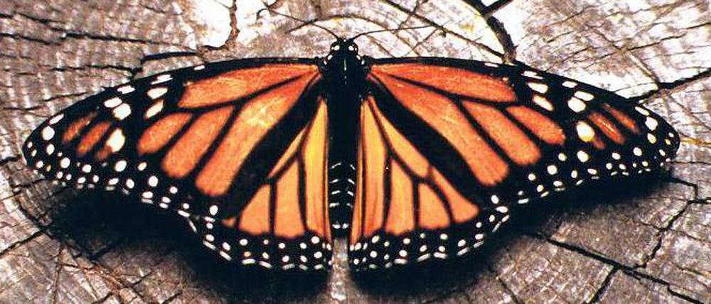 Gelandet. Monarchfalter überwintern in Mexiko. Manche haben eine bis zu 4000 Kilometer lange Reise hinter sich.