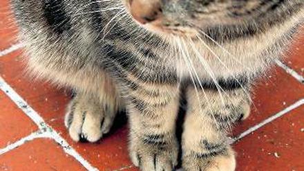 Auf frischer Tat… Vögel müssen sich vor Katzen hüten. Ihr eigentlicher Feind ist aber eindeutig der Mensch. Foto: dpa
