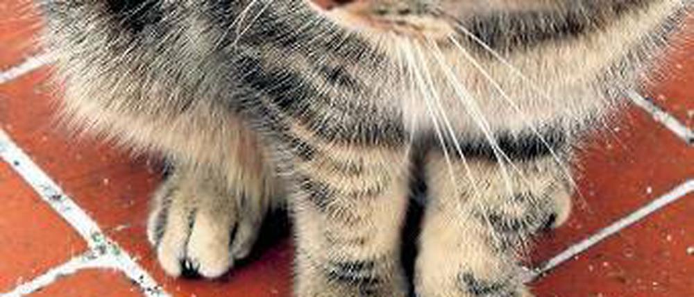 Auf frischer Tat… Vögel müssen sich vor Katzen hüten. Ihr eigentlicher Feind ist aber eindeutig der Mensch. Foto: dpa
