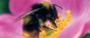 Am Ziel. Für Hummeln ist es lebenswichtig, bei der Nahrungssuche nicht zu viel Energie zu vergeuden. 