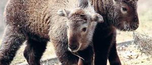 Nicht genug. Tiere allein reichen nicht mehr, um Besucher anzuziehen.Foto: dpa