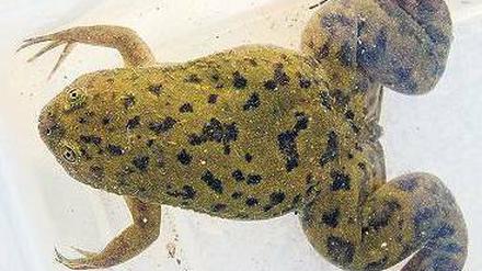 Apothekenfrosch. Die Tiere wurden früher für Schwangerschaftstests genutzt.