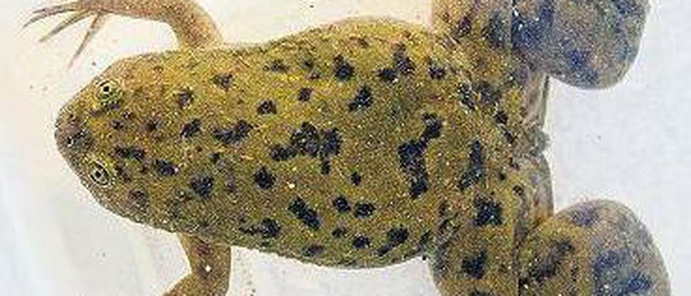 Apothekenfrosch. Die Tiere wurden früher für Schwangerschaftstests genutzt.