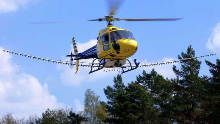 Mit Hubschraubern geht die Polizei gegen die Raupen des Eichenprozessionsspinners vor. Sie sind mit Insektengift beladen.
