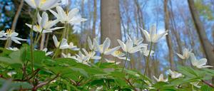 Blühende Buschwindröschen: Die Natur muss geschützt werden - darüber sind sich diesmal alle einig. Deshalb wird im Berliner Abgeordnetenhaus nun ein neues Gesetz verabschiedet. 