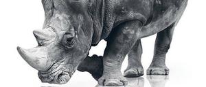 Horn von Afrika. Früher waren Nashörner in Asien und Afrika weitverbreitet. Inzwischen gehören einige Arten zu den bedrohtesten Säugetieren der Welt.