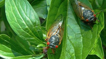 Frisch geschlüpft und bereit zu lauten Taten: Singzikaden in den USA. 
